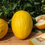 Potagères - Melon Jaune Canari 3 - Cuisine du Monde - face recto